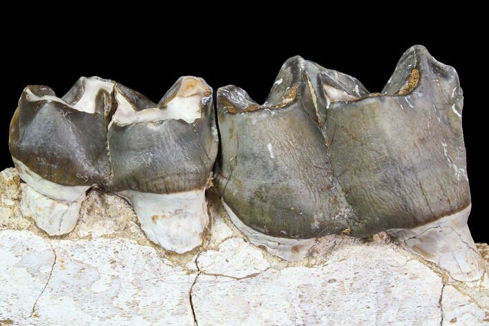 Juvenile Titanothere (Megacerops) Jaw Section - South Dakota #92705